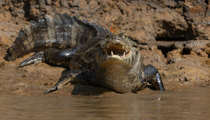 Obraz premium Butterfly sitting on a caiman in the Pantanal, Brazil 