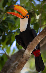 A toucan in the Pantanal, Brazil © Harry Collins