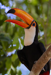 A toucan in the Pantanal, Brazil © Harry Collins