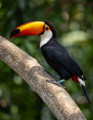 A toucan in the Pantanal, Brazil © Harry Collins