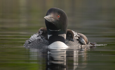 Common loon on a lake with a chick © Harry Collins
