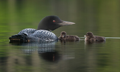 Common loon on a lake with a chick © Harry Collins