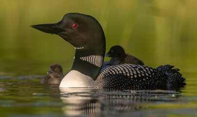 Common loon on a lake with a chick © Harry Collins