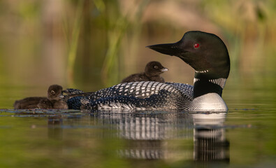 Common loon on a lake with a chick © Harry Collins