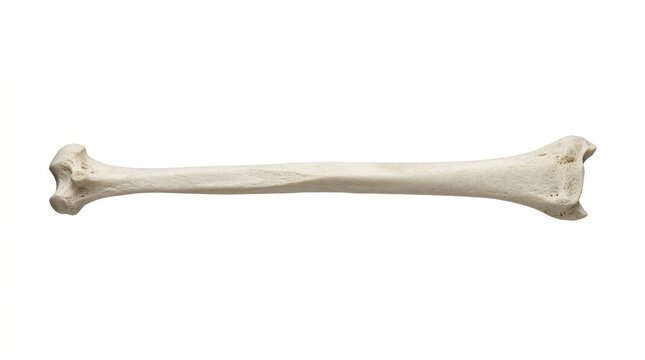Isolated Mammal Bone Scientific Anatomy And Medical Subject