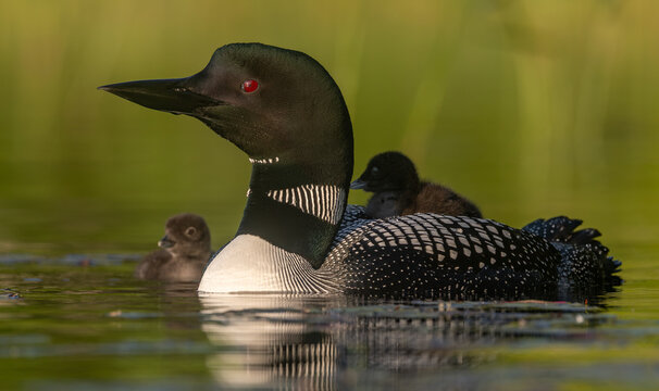 Common loon on a lake with a chick