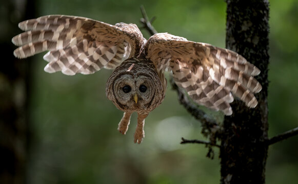 A barred owl hunting in a forest 