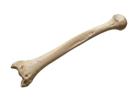 Isolated Animal Bone Displayed Against Stark White Background For Educational Purposes
