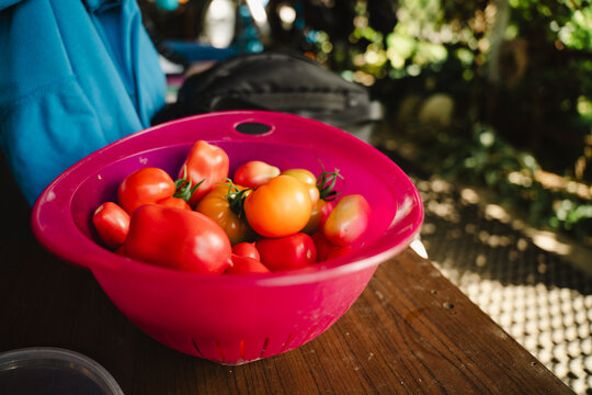 A bowl of ripe, multi-coloured tomatoes of various varieties, harvested from a greenhouse