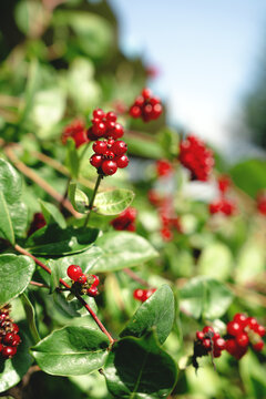 Close-up of red ripe berries on a honeysuckle (Lonicera) vine in a garden. Represents wild flora and ornamental plants.