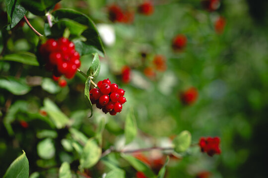Close-up of red ripe berries on a honeysuckle (Lonicera) vine in a garden. Represents wild flora and ornamental plants.