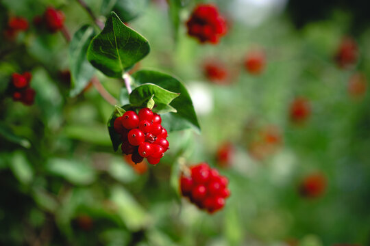 Close-up of red ripe berries on a honeysuckle (Lonicera) vine in a garden. Represents wild flora and ornamental plants.