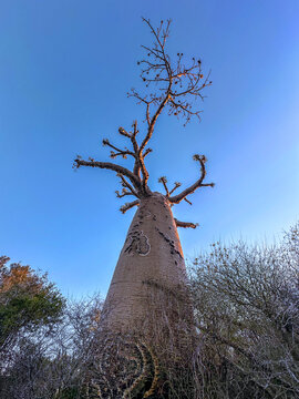 Za Baobab Tree (Adansonia za) in the Spiny Forest of Southwestern Madagascar