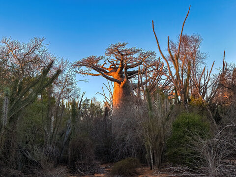 Za Baobab Tree (Adansonia za) in the Early Morning Light, Spiny Forest of Southwestern Madagascar