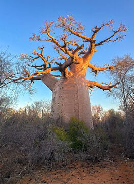 Za Baobab Tree (Adansonia za) in the Early Morning Light, Spiny Forest of Southwestern Madagascar