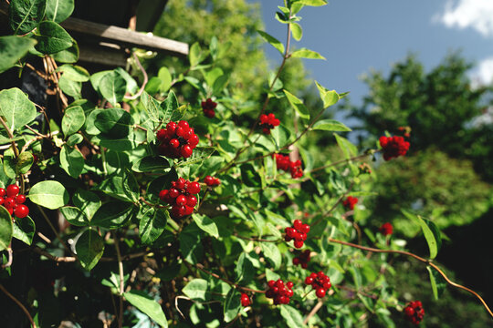 Red ripe berries on a honeysuckle (Lonicera) vine in a garden. Represents wild flora and ornamental plants.