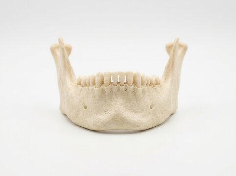 Human Mandible Model For Dental Education And Medical Illustration