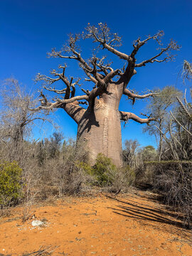 Za Baobab Tree (Adansonia za) in the Spiny Forest of Southwestern Madagascar