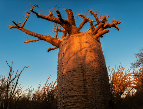 Za Baobab Tree (Adansonia za) in the Early Morning Light, Spiny Forest of Southwestern Madagascar