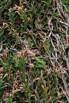 Texture de haie de thuya dessechee avec branches mortes et feuillage brun
