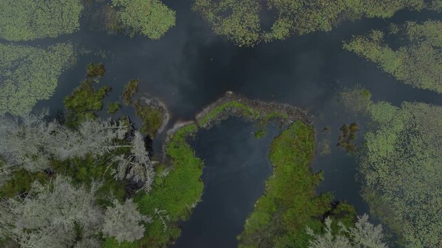 Beaver dam, riparian refuge and protected wetlands habitat adjoining Nova Scotia, Canada's Atlantic coast near East Green Harbour. MAX QUAL PRORES422HQ 4K DLOGM SDR BT.709