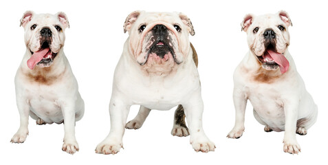 Obraz premium PNG Three adorable bulldogs posing on transparent background