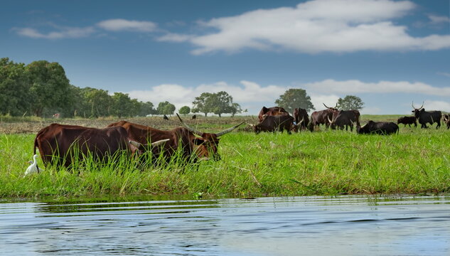 Central Africa, Chad. A small herd of Zebu cows is grazing in the shallow waters of Lake Chad near the village of Guitte.