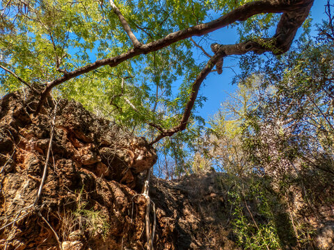The View Looking Up from the Bottom of the Sinkhole that Contains Anjanamba Cave, Spiny Forest, Southwestern Madagascar