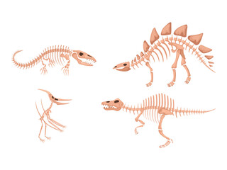 Dinosaur skeleton bones, transparent background © Mahmuda