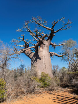 Za Baobab Tree (Adansonia za) in the Spiny Forest of Southwestern Madagascar