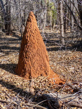 Harvester Termite (Coarctotermes clepsydra) Mound in Southwestern Madagascar's Spiny Forest