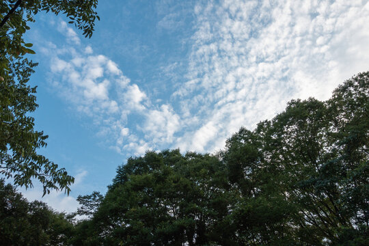 木々の向こうの空