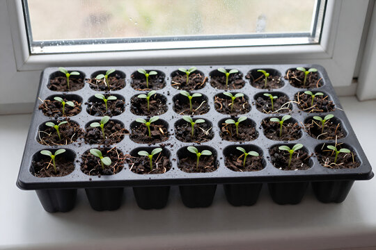Young seedlings in a module seed tray on a windowsill