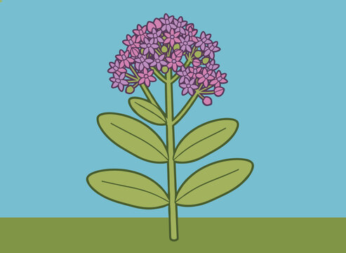 Colorful botanical illustration of a purple milkweed plant with star shaped flowers growing on a green field.