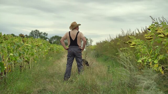 Farmer in straw hat and overalls walks through sunflower field, pauses to observe surroundings, then gestures towards the horizon while holding a dog on a leash in a rural landscape