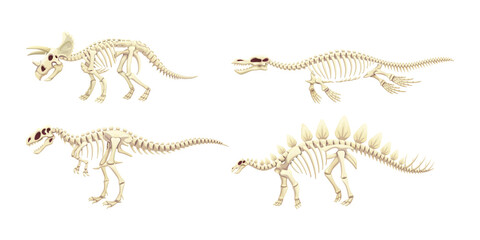 Dinosaur skeleton models for design projects transparent background © Mahmuda