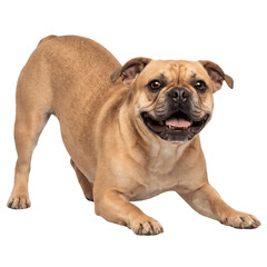Obraz premium French Bulldog Playful Bow Pose Close Up Photo PNG