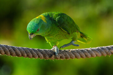 Perroquet Amazone à front jaune au plumage vert et jaune, perché sur une corde dans un environnement naturel, avec un arrière-plan végétal flou. © InestDjo