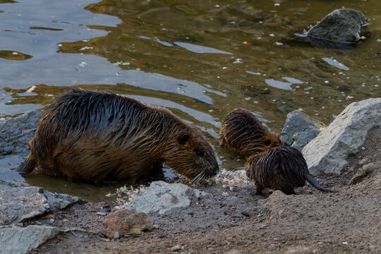 Coypu with young feeding on scraps at a river bank, invasive species in a European city