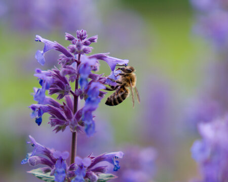 Honey bee collecting nectar from purple catmint flowers in a summer garden