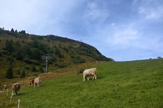 Austrian Alps - view from the path of cows on the pasture near Kappl
