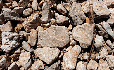 Un fossile d'un mollusque bivalve aux milieux de pierres calcaires marins datant du crétacé en Provence-Alpes-Côte d'Azur – France © David-CASSESE
