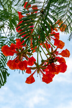 Macro close up of blooming red royal poinciana flowers flamboyant delonix regia with green leaves against sky
