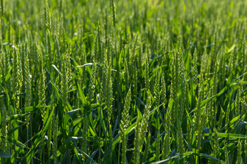 Obraz premium Wheat field grows under sunlight during daytime in rural area