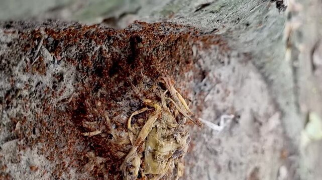 Macro view of red ants swarming around food scraps on tree bark insects colony nature wildlife