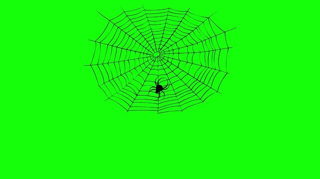 Animated spider web with a hanging spider on green screen, ideal for Halloween, horror, spooky videos and scary backgrounds.