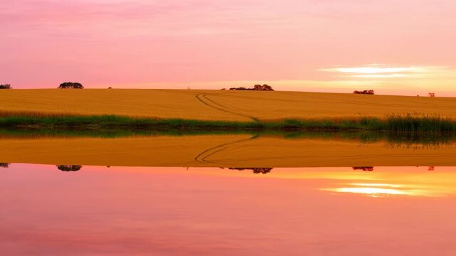 Golden crop field rests beside calm reflective water under warm pink-orange sky, with curved field tracks crossing amber plants, distant tree silhouettes, and a clear mirrored horizon