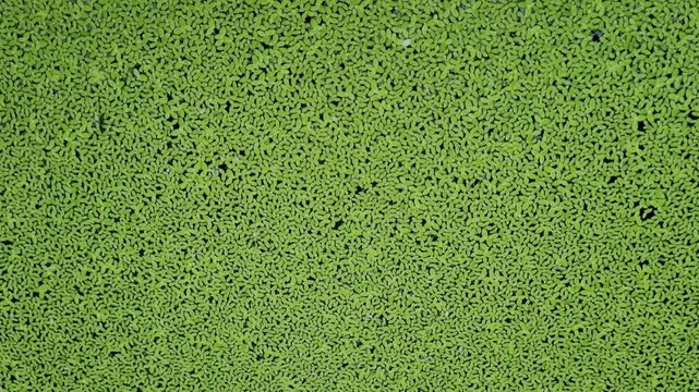 Full frame texture of green duckweed floating on pond water surface aquatic plant nature lake botany