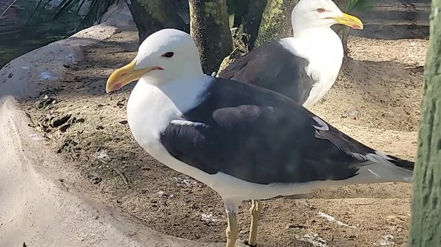 Wild and exotic animals at the zoo