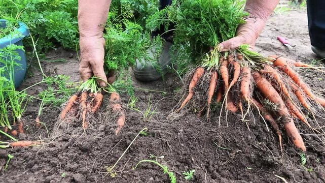 Frau erntet frische Karotten, im eigenen Nutzgarten, Zeitlupe, Gartenerde, Selbstversorgung, 